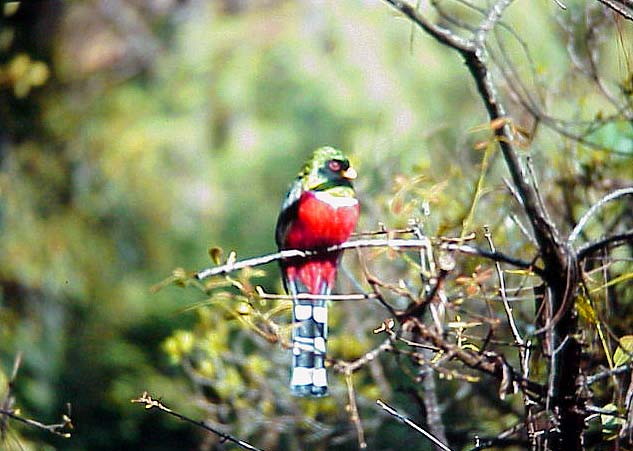 Banderas De Mexico. Bandera De Mexico Images: