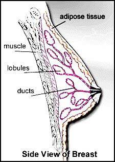 Normal Breast Structure