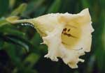 Solandra grandiflora