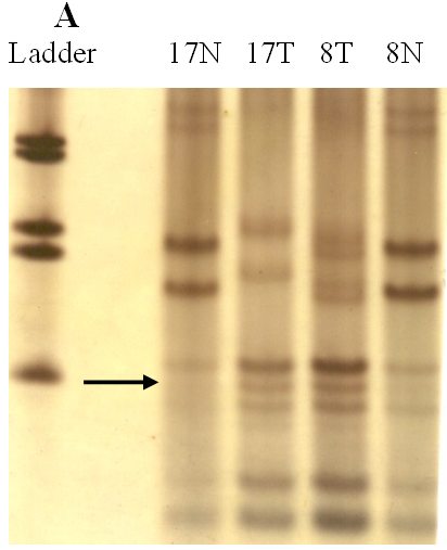 fig.1 - <div style=