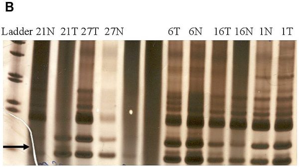 fig.1B - <div style=