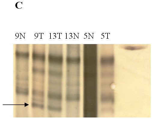 fig.1C - <div style=