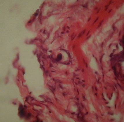 MICROSCOPIA 5 - <div style=