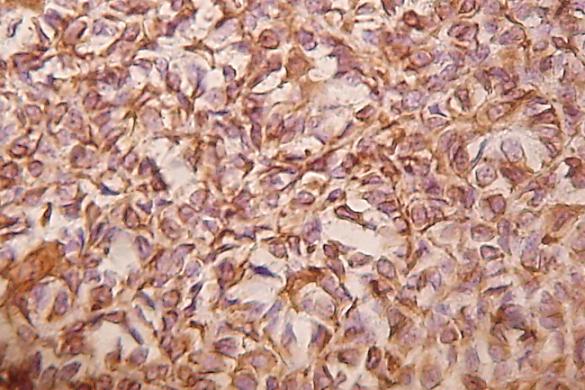 MICROSCOPIA 13 - <div style=