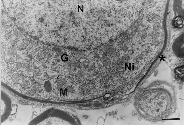 Fig. 1 - <div style=