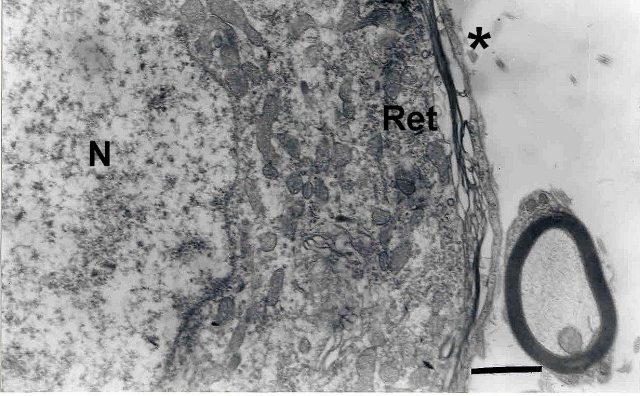 Fig. 2 - <div style=