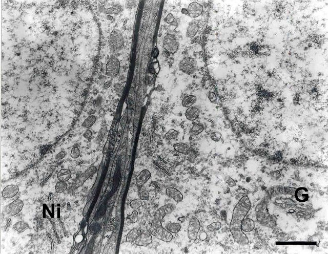 Fig. 4 - <div style=