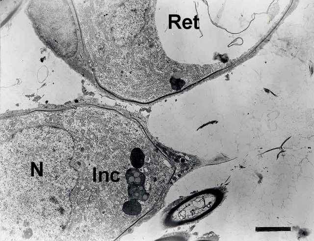 Fig. 5 - <div style=