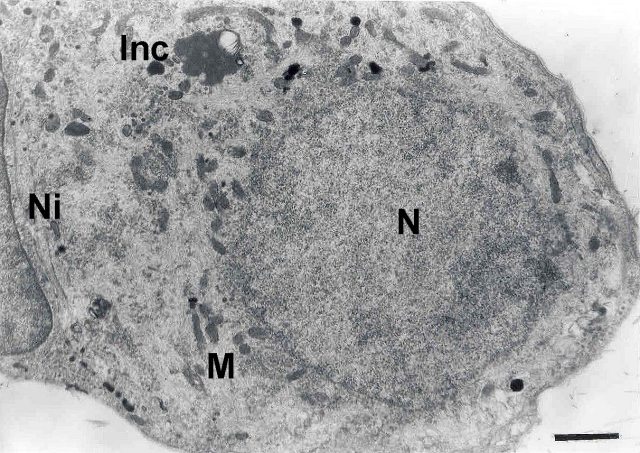 Fig. 7 - <div style=