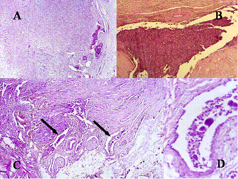 Fig-2 - <div style=