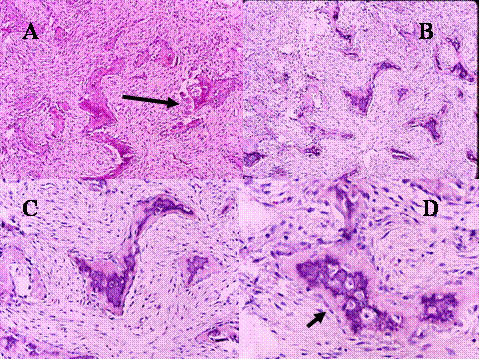 Fig-47 - <div style=