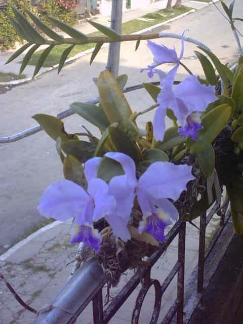 Una orqudea - <div style=