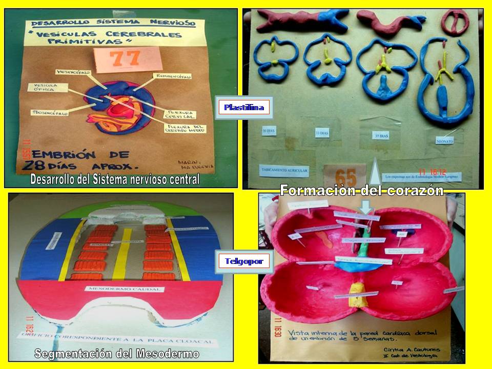 Figura 2. Maquetas realizadas con plastilina y telgopor sobre el desarrollo del Sistema Nervioso Central y Corazn.