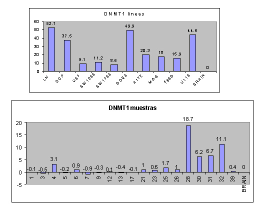 Figura 1 - Resultados de expresin obtenido en lneas celulares y muestras tumorales de astrocitoma para el gen DNMT1 (BRAIN: RNA de cerebro sano).
