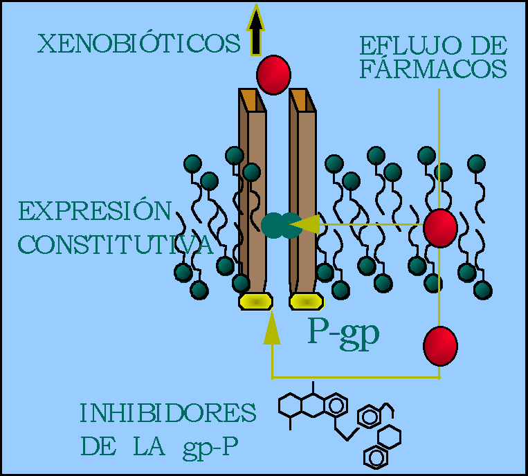 Funcionamiento de la glicoprotena-P