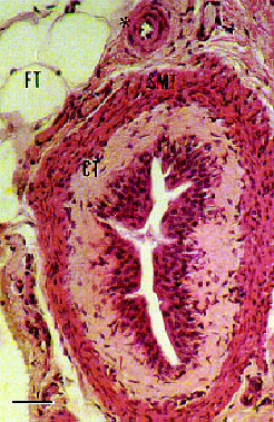 Figura 4