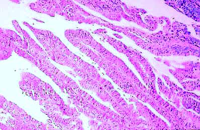 fig_2.jpg (23820 bytes)