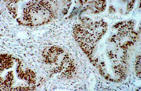 fig_7.jpg (27693 bytes)