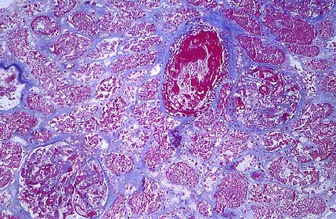 Figura1.jpg (69661 bytes)