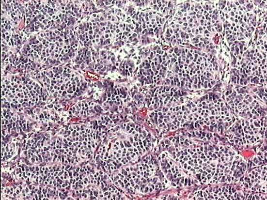 Fig3.JPG (67535 bytes)