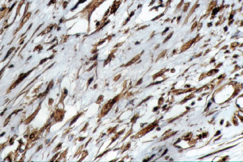 snc10g.jpg (85366 bytes)