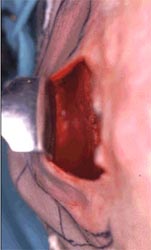 fig.4