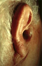 fig.7