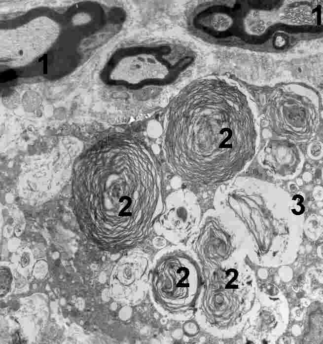 fig. 9