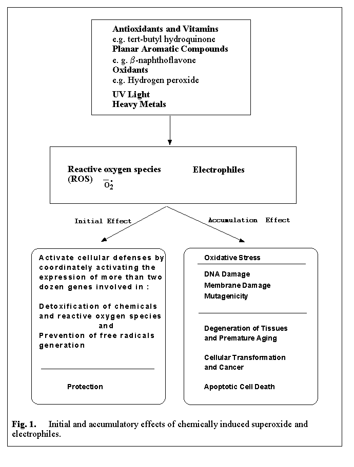 Presentation 2 Antioxidant regulation of genes encoding enzymes that detoxify xenobiotics