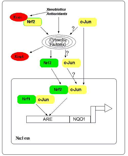 Fig.10