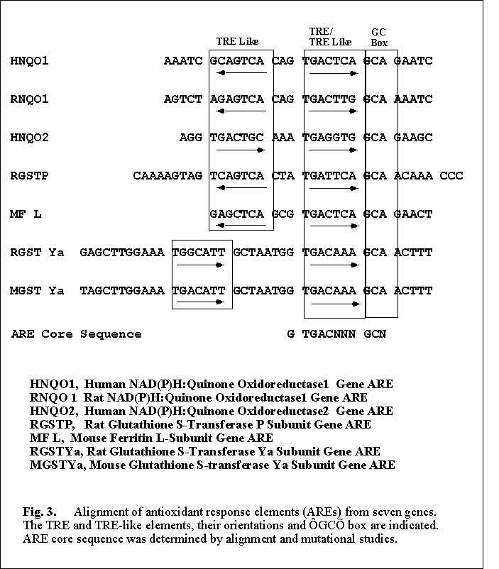 Presentation 2 Antioxidant regulation of genes encoding enzymes that detoxify xenobiotics