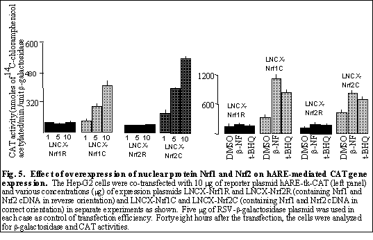 Fig.5