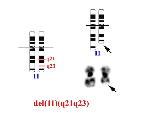 fig1.jpg (23818 bytes)