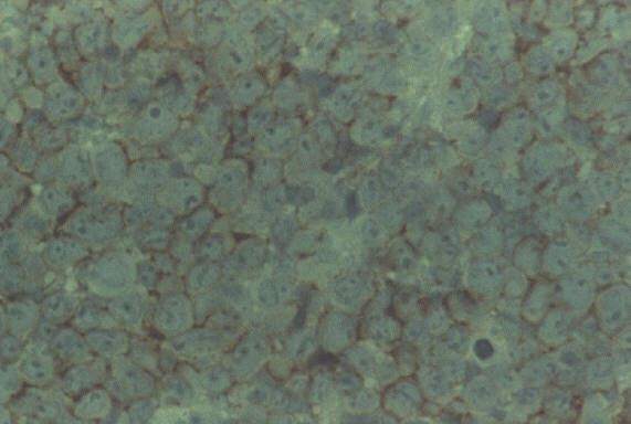 alg3.jpg (52170 bytes)