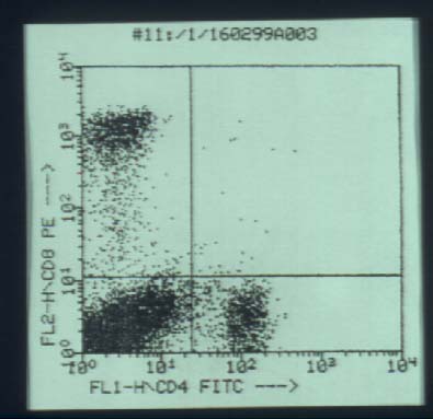 llgl6.jpg (25295 bytes)